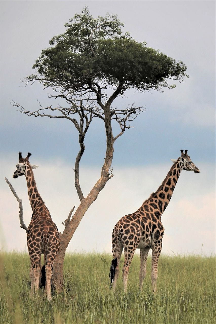 Dyrene i Afrika: En fascinerende rejse gennem kontinentets vilde fauna