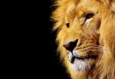 Sydafrika Rejse: Oplev Landets Mangfoldighed og Historie